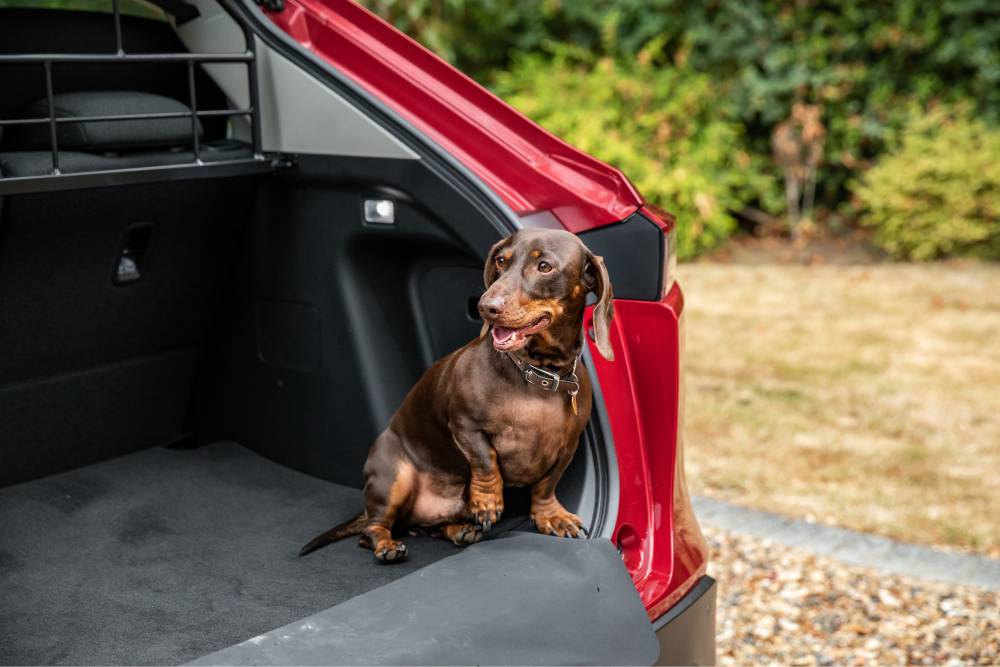 cão sentado na mala do carro