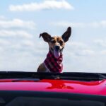 cão no tejadilho de um Honda