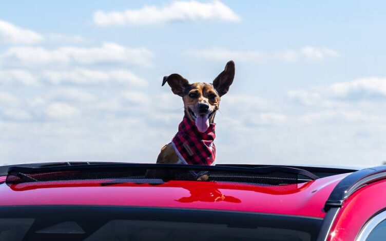 cão no tejadilho de um Honda