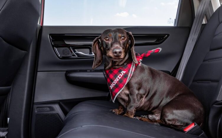 transporte de animais num Honda