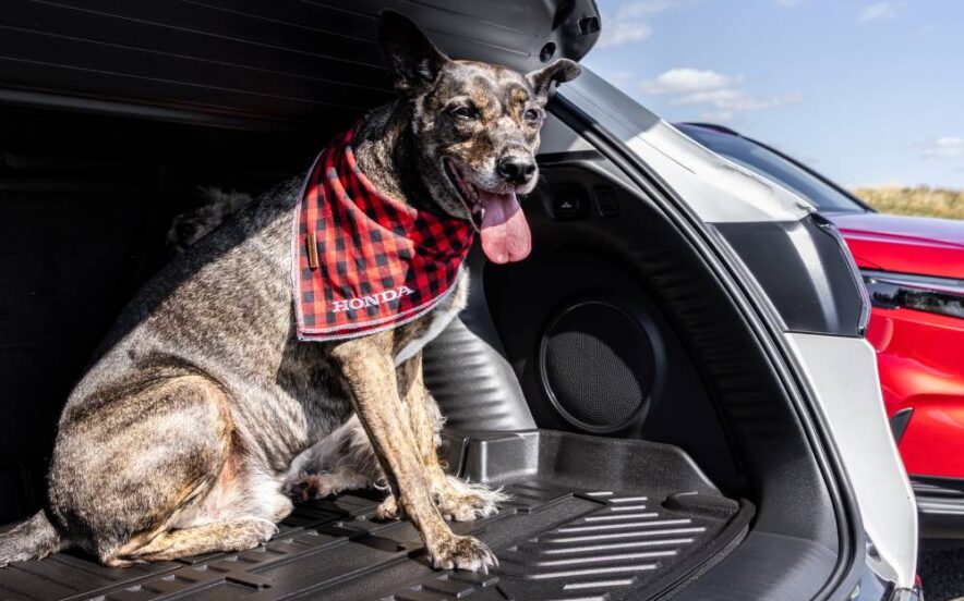 Cão sentado no porta-bagagens de um Honda, a usar um lenço vermelho com o logótipo da Honda