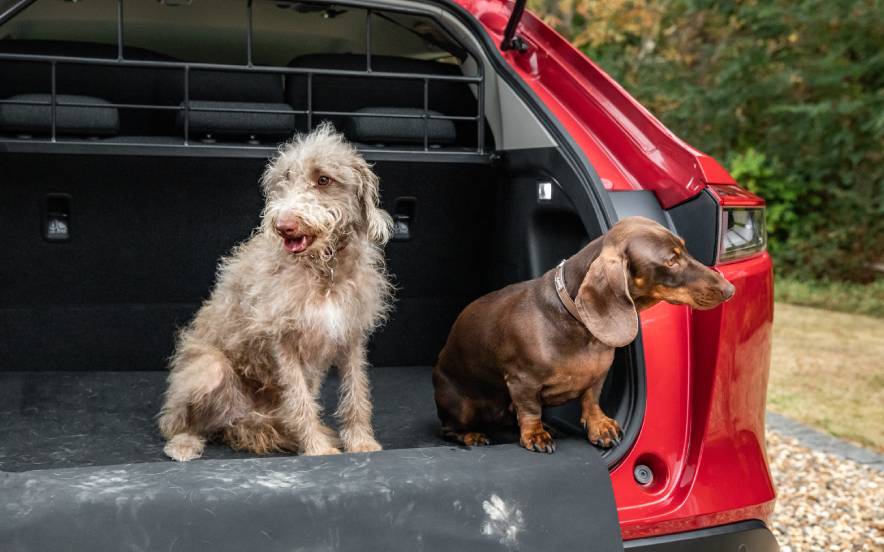 Dois cães sentados no porta-bagagens de um Honda vermelho, prontos para viajar