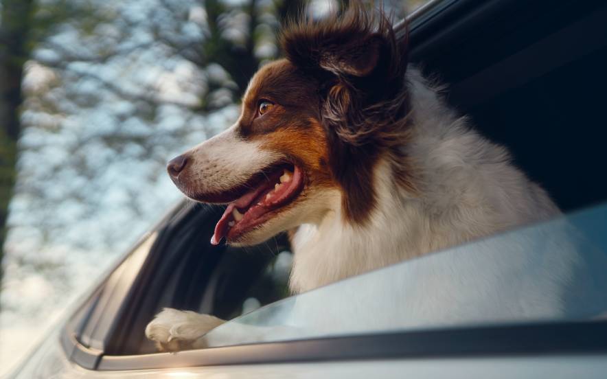 Cão a espreitar da janela de um carro grande da Honda
