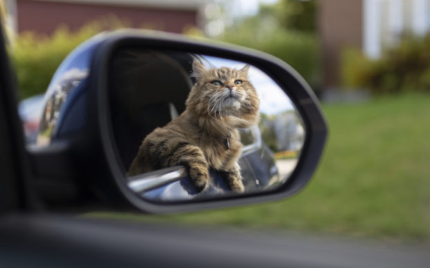 Gato doméstico observado pelo retrovisor interior de um automóvel