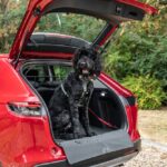 Cão de médio porte, de pêlo preto, sentado na bagageira aberta de um automóvel vermelho Honda, com arnês de segurança, num ambiente natural com árvores ao fundo; para transporte confortável e seguro.