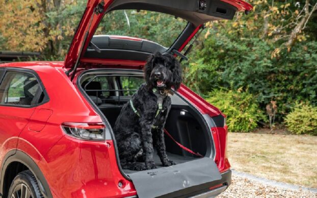 Cão de médio porte, de pêlo preto, sentado na bagageira aberta de um automóvel vermelho Honda, com arnês de segurança​￼​​​​​, num ambiente natural com árvores ao fundo; ​para ​ transporte confortável e seguro.