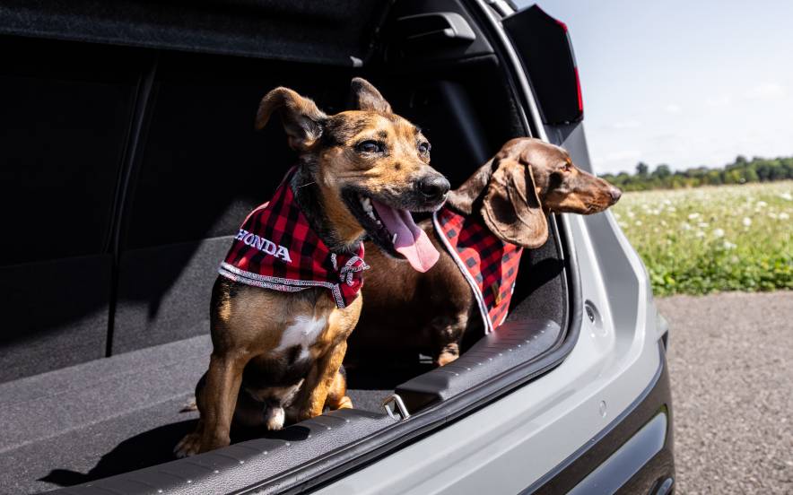 Dois cães de pequeno porte sentados na bagageira aberta de um automóvel Honda,​​ com lenços vermelhos aos quadrados, num ambiente rura​￼​l e descontraído.