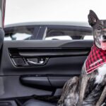 Cão de porte médio sentado no banco traseiro de um Honda com um lenço da marca ao pescoço