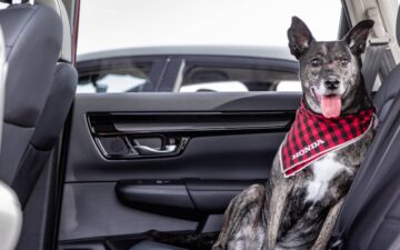 Cão de porte médio sentado no banco traseiro de um Honda com um lenço da marca ao pescoço