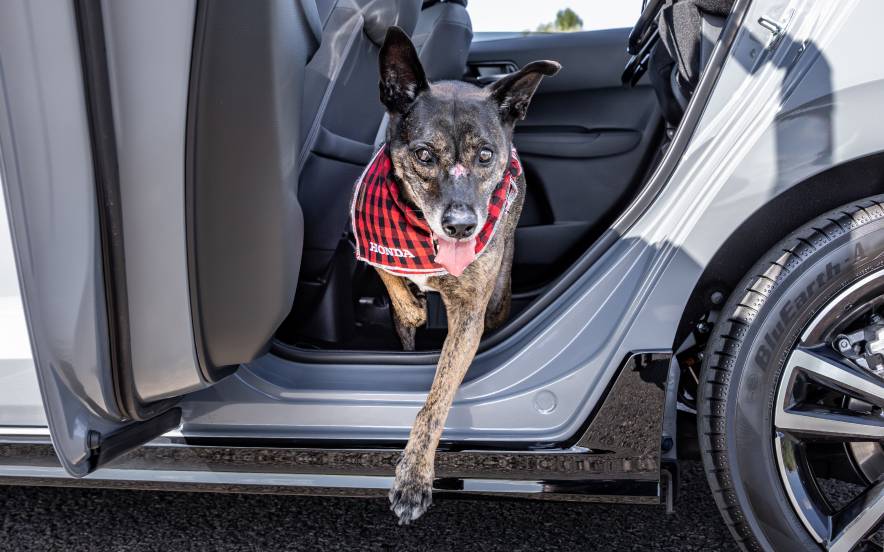 Cão de porte médio, com pêlo escuro, a sair do banco traseiro de um Honda com um lenço da marca ao pescoço