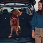 Mulher a olhar para cão dentro da bagageira de um Honda