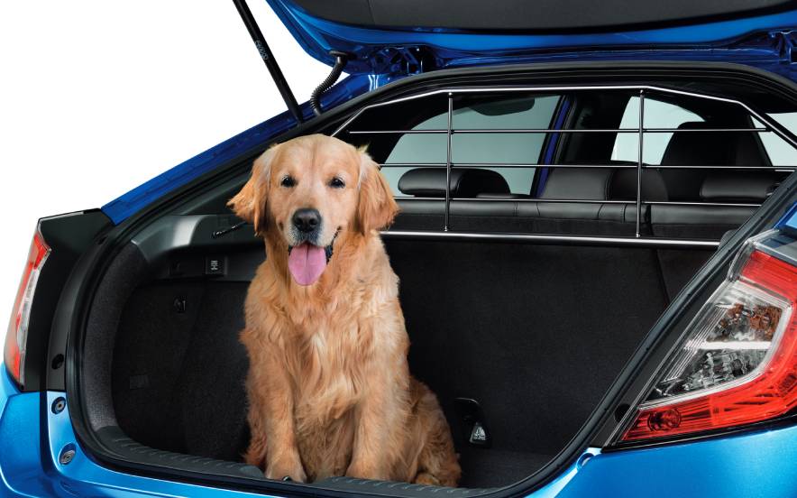 Cão dentro da bagageira de um Honda. 